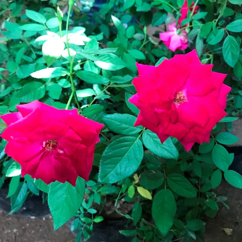Red Kashmiri Rose Live Plant