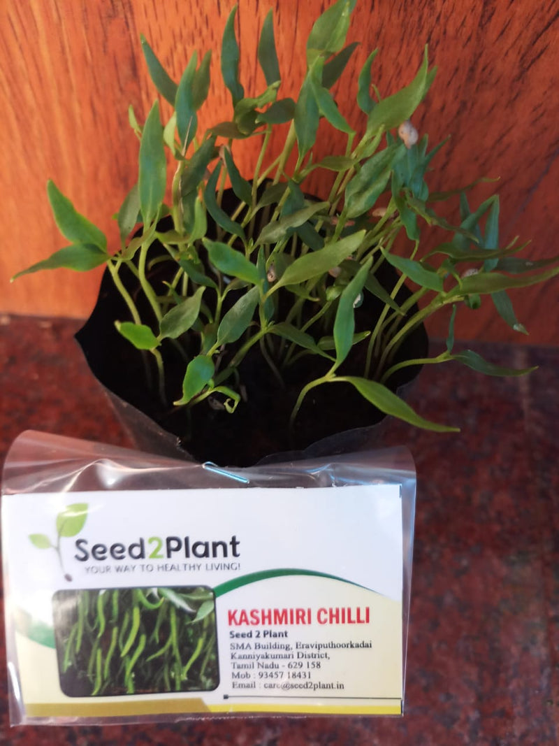 Organic Kashmiri Chilli Seeds - Open Pollinated