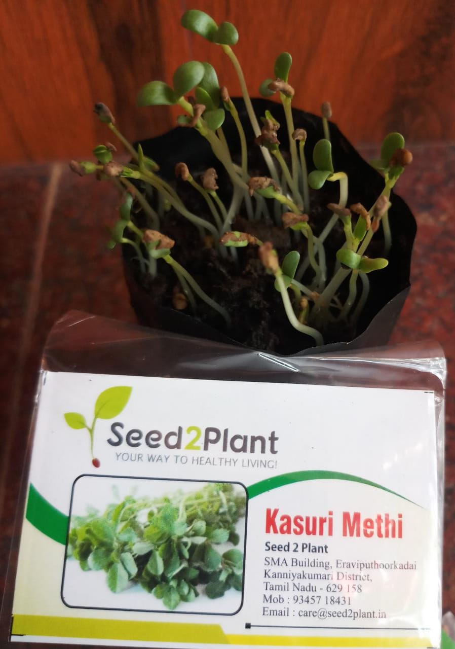 Organic Kasuri Methi (Fenugreek) Leaf Seeds - Open Pollinated