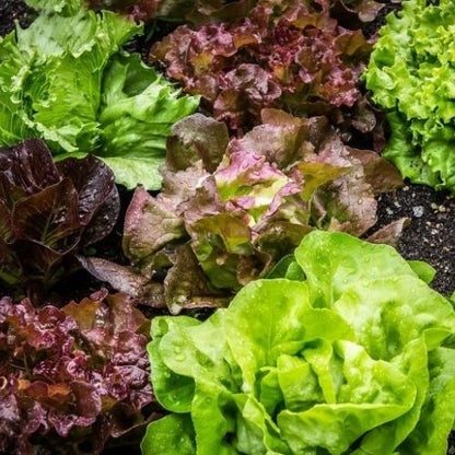Organic Lettuce Seeds - Open Pollinated