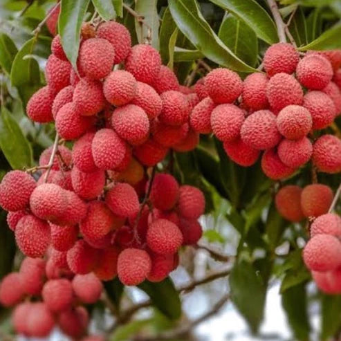 Litchi Grafted Live Plant (Litchi Chinensis)