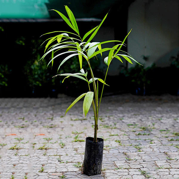 Acai Berry Fruit Live Plant (Euterpe Oleracea)