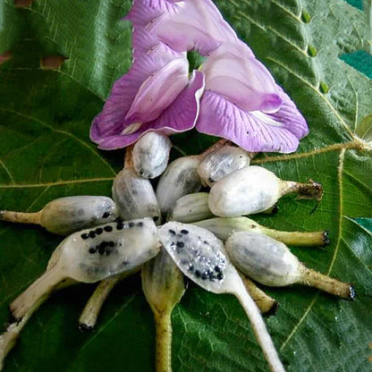 Lemba Fruit Live Plant (Curculigo Capitulata)