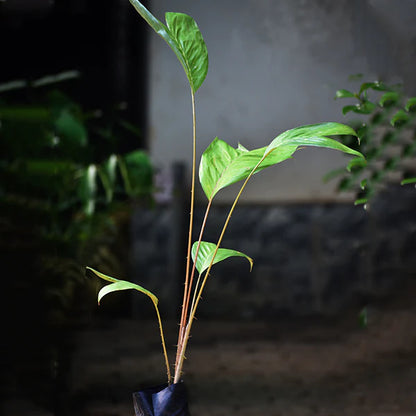Ridan Fruit Live Plant (Salacca Affinis)