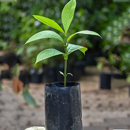 Bor-Thekera Live Plant (Garcinia Pedunculata)
