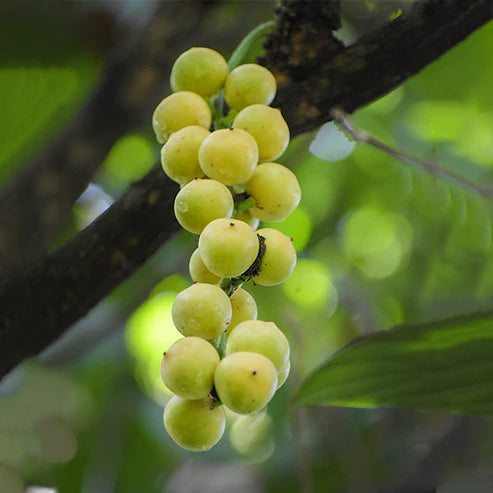 Burmese Grape Live Plants (Baccaurea ramiflora)