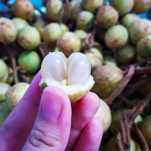 White Rambai Live Plant (Baccaurea Motleyana)