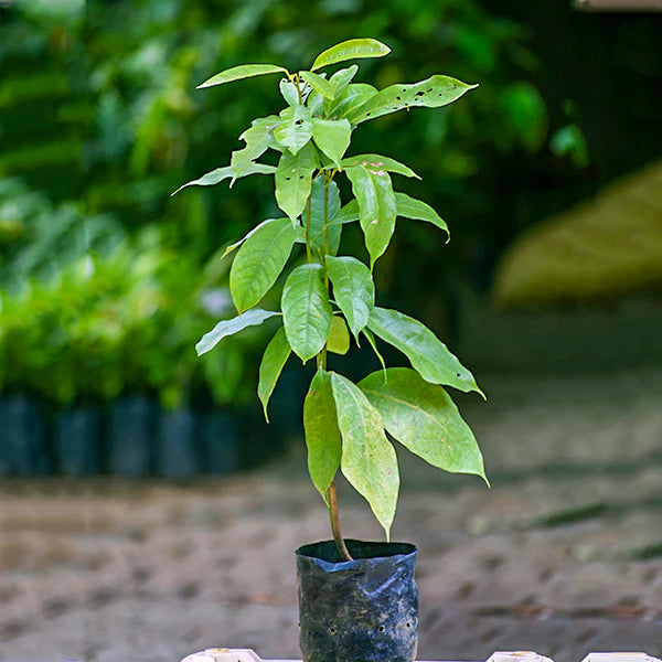 Kola Nut Live Plant (Cola Acuminata)