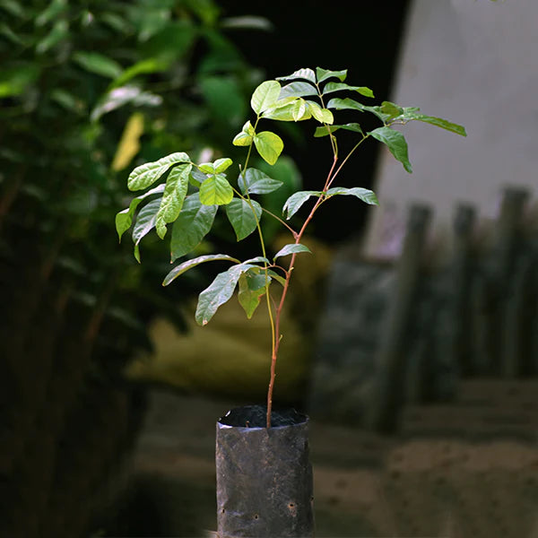 KAK JAM Fruit Live Plant (Lepisanthes Rubiginosa)