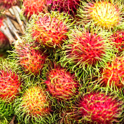 Rambutan Rongrien Live Plant