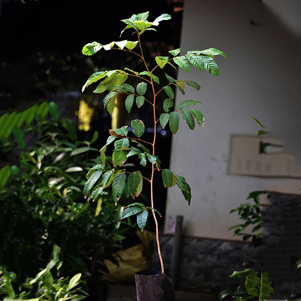 Rambutan Rongrien Live Plant