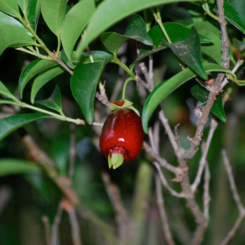 Cherry of De Rio Grande Live Plant (Eugenia Involucrata)