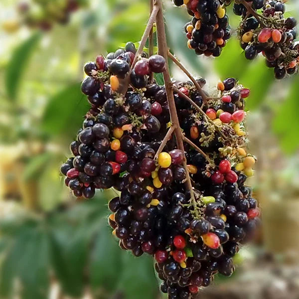 KAK JAM Fruit Live Plant (Lepisanthes Rubiginosa)