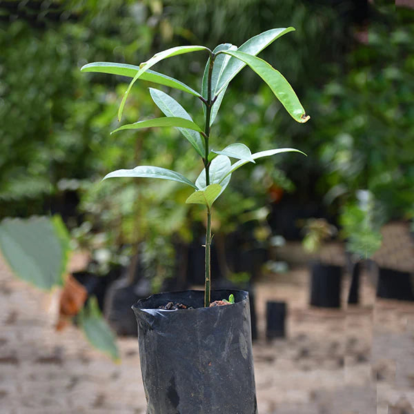 Mundu Fruit Live Plant (Garcinia Dulcis)