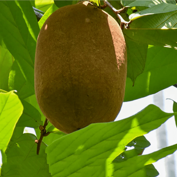 Cupassu Fruit Live Plant (Theobroma Grandiflorum)