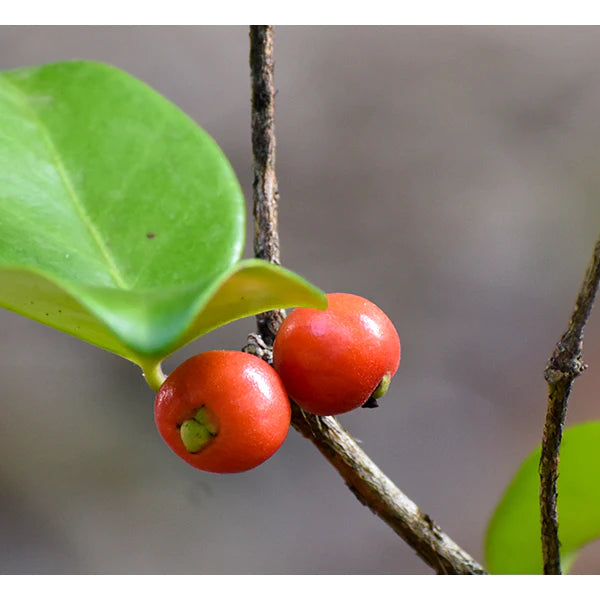 Cedar Bay Cherry Live Plant (Eugenia Reinwardtiana)
