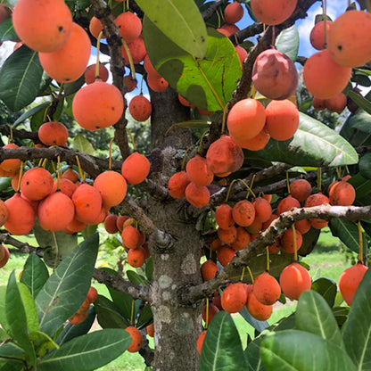 Imbe Fruit Live Plant (Garcinia Livingstonei)