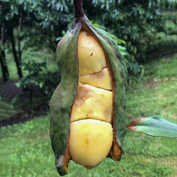 Kola Nut Live Plant (Cola Acuminata)