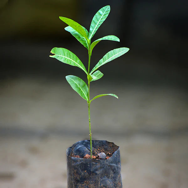 Imbe Fruit Live Plant Garcinia Livingstonei