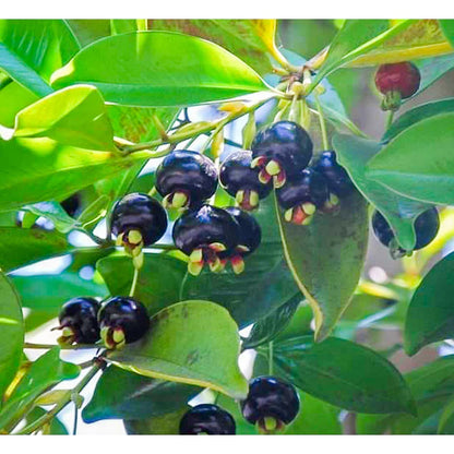 Grumichama Fruit Live Plant (Eugenia brasiliensis)