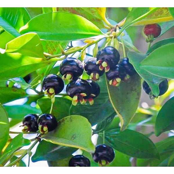 Grumichama Fruit Live Plant (Eugenia brasiliensis)