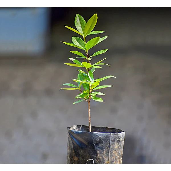 Grumichama Fruit Live Plant (Eugenia brasiliensis)