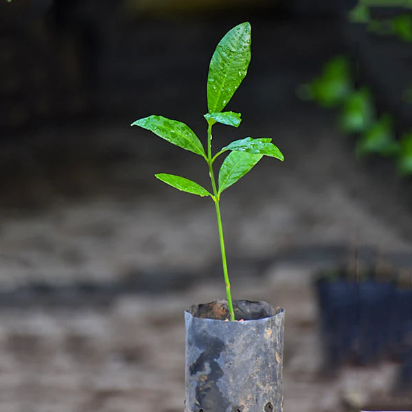 Mexican Garcinia Live Plant (Luc&