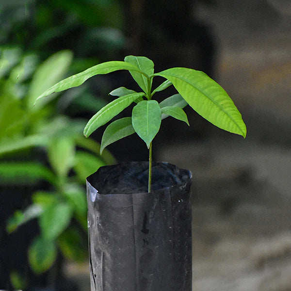 Madrono Fruit Live Plant (Garcinia Madruno)