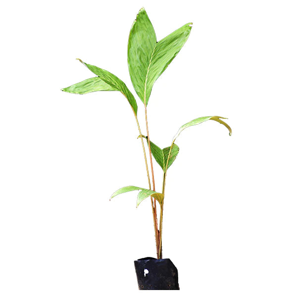 Pondoh Salak Live Plant (Salacca Zalacca)