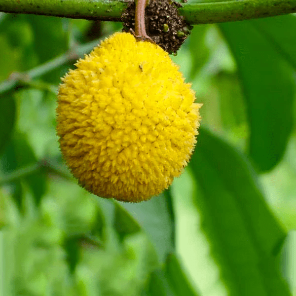 Madrono Fruit Live Plant (Garcinia Madruno)