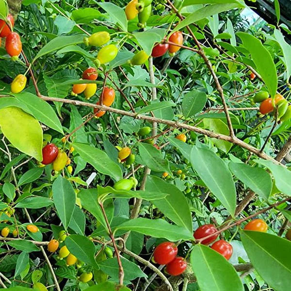 Pitanga de Perdiz Live Plant (Eugenia Observa)