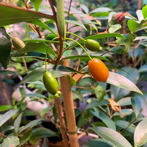 Pitanga de Perdiz Live Plant (Eugenia Observa)