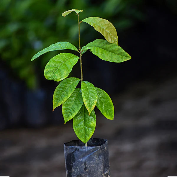 Madhubilata Live Plant (Stixis Suaveolens)