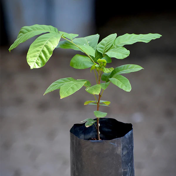 Kasam Fruit Live Plant (Erioglossum Rubiginosum)