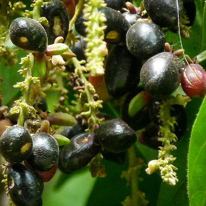 Kasam Fruit Live Plant (Erioglossum Rubiginosum)