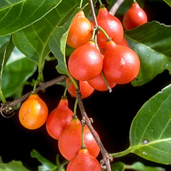 Lolly Berry Live Plant (Salacia Chinensis)