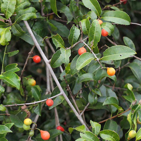 Lolly Berry Live Plant (Salacia Chinensis)