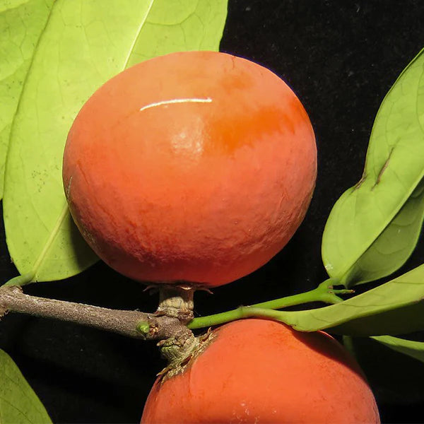 Lolly Berry Live Plant (Salacia Chinensis)