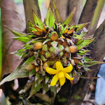 Lemba Fruit Live Plant (Curculigo Capitulata)