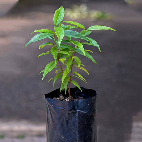 Rainforest Plum Live Plant (Eugenia candolleana)