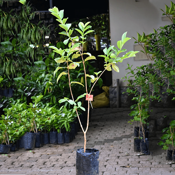 L 49 Guava Live Plant