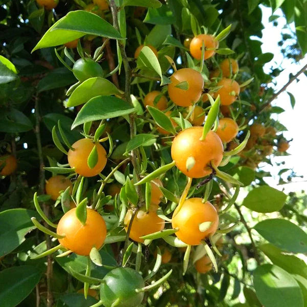 Lemon Vine Live Fruit Plant (Pereskia Aculeata)