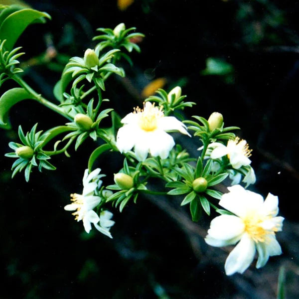 Lemon Vine Live Fruit Plant (Pereskia Aculeata)