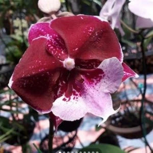 Phalaenopsis Long Petal Queen - Blooming Size