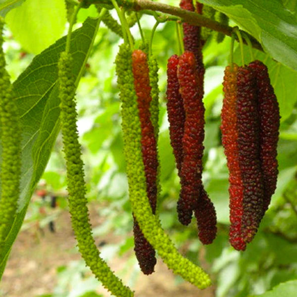 Long Himalayan Mulberry or Pakistan Mulberry Grafted Live Plant (Morus Alba)