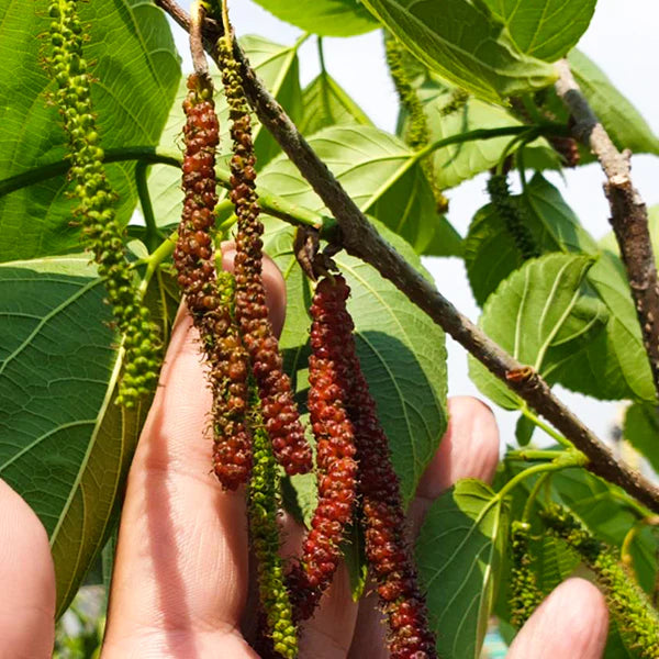 Himalayan mulberry discount for sale