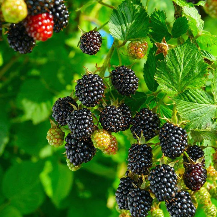 Black Berry Fruit Live Plant (Rubus fruticosus)