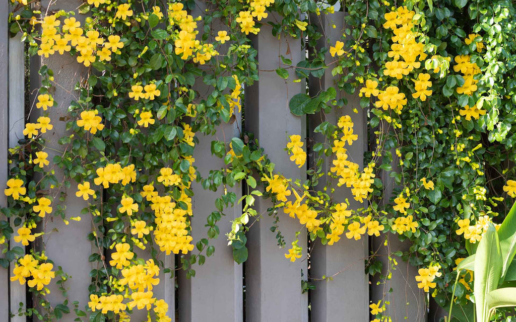 Cat's Claw Climbing and Creeping Flowering Plant