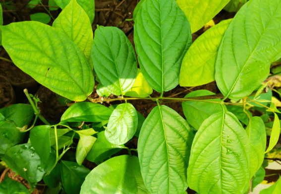 Madhumalti, Rangoon (Double Petals) Layered Live Plant