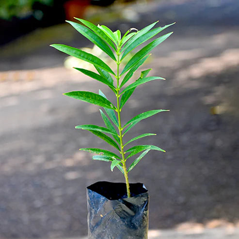 Mahkota Dewa Live Plant (Phaleria Macrocarpa)
